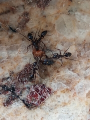 Camponotus sexguttatus