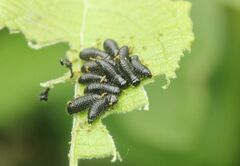 Gonioctena viminalis