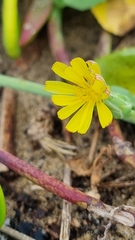 Launaea sarmentosa