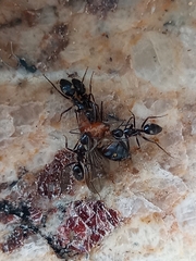 Camponotus sexguttatus