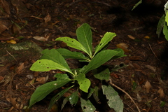 Atractocarpus benthamianus