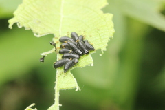Gonioctena viminalis