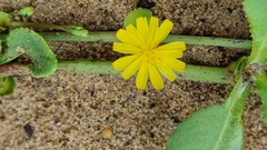 Launaea sarmentosa