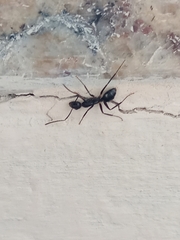 Camponotus sexguttatus