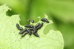 Gonioctena viminalis