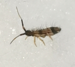 Orchesella flavescens