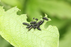 Gonioctena viminalis