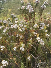Serruria ascendens