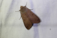 Ophiusa disjungens