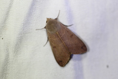 Ophiusa disjungens