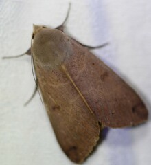Ophiusa disjungens