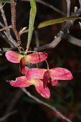 Dodonaea heteromorpha