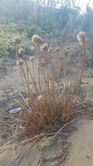 Armeria maritima californica