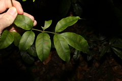 Pandorea baileyana