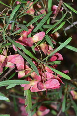Dodonaea heteromorpha