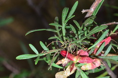 Dodonaea heteromorpha
