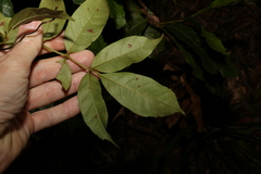 Pandorea baileyana