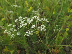 Saposhnikovia divaricata