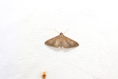 Herpetogramma licarsisalis