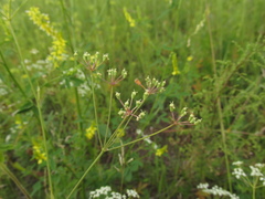 Saposhnikovia divaricata