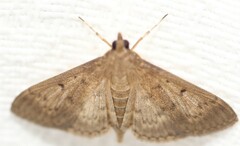 Herpetogramma licarsisalis