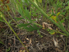 Saposhnikovia divaricata