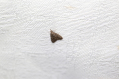 Diplopseustis perieresalis