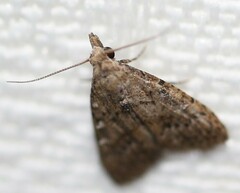 Diplopseustis perieresalis
