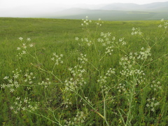 Saposhnikovia divaricata