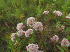 Limonium flexuosum