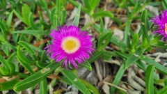 Carpobrotus dimidiatus