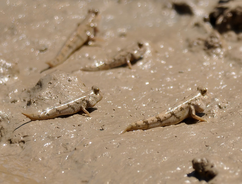 New Guinea mudskipper (Periophthalmus novaeguineaensis) — Gobiidae — 5