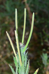 Epilobium hirtigerum