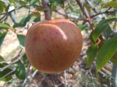Hancornia speciosa