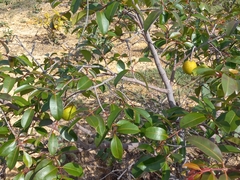 Hancornia speciosa