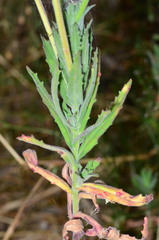 Epilobium hirtigerum