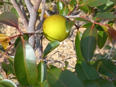 Hancornia speciosa