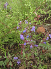 Dracocephalum olchonense