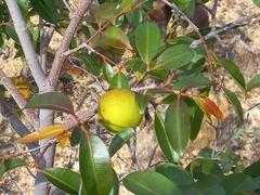 Hancornia speciosa