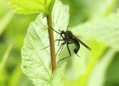 Empis
