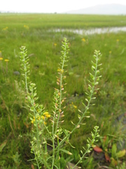 Lepidium apetalum