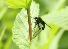 Empis