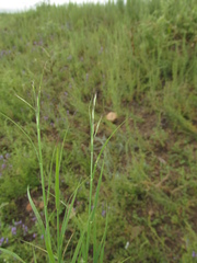 Cleistogenes squarrosa