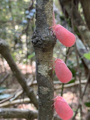 Flatida rosea