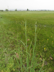 Cleistogenes squarrosa