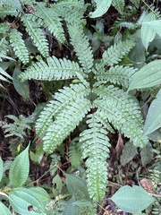Pteris amoena