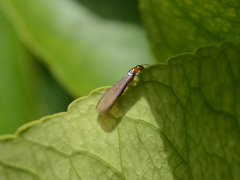 Kalotermitidae