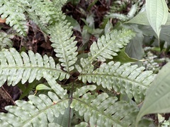 Pteris amoena
