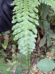 Pteris amoena