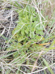 Sceptridium rugulosum